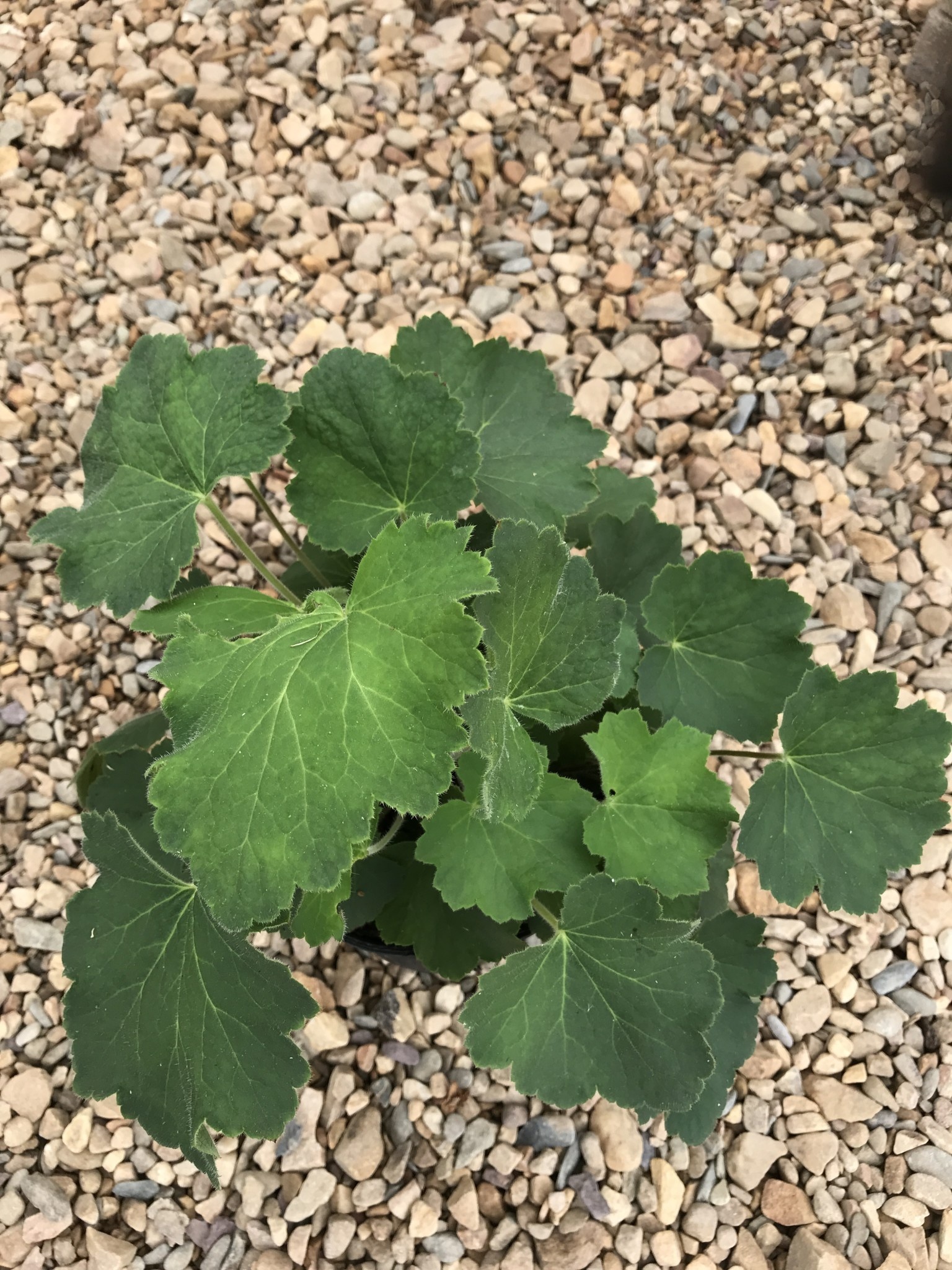 Heuchera villosa 'Autumn Bride' 1G