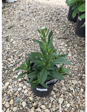 Shasta Daisy, Leucanthemum x superbum 'Becky' 1G