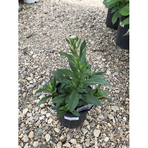 Shasta Daisy, Leucanthemum x superbum 'Becky' 1G