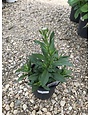 Shasta Daisy, Leucanthemum x superbum 'Becky' 1G