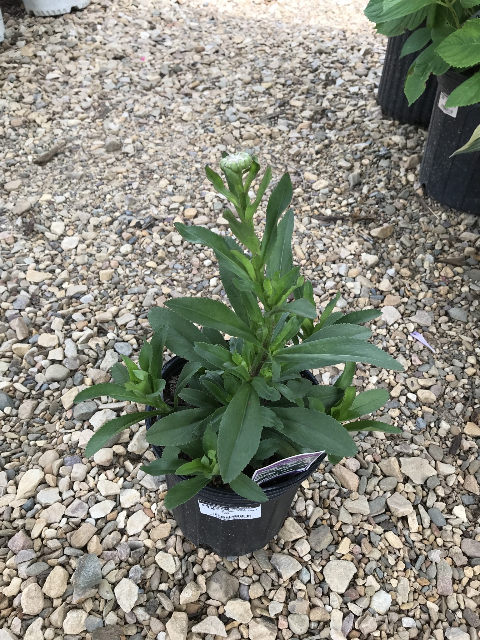 Shasta Daisy, Leucanthemum x superbum 'Becky' 1G