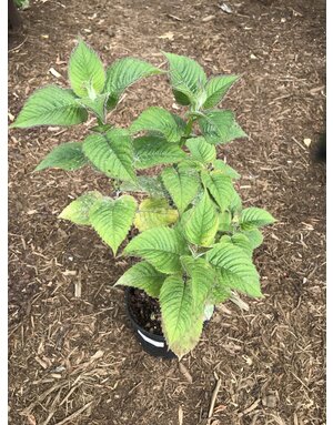 Monarda x 'Judith's Fancy Fuchsia' Bee Balm 1G NATIVE