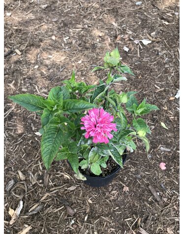 Bee Balm, Monarda didyma 'Marshall's Delight' 1G