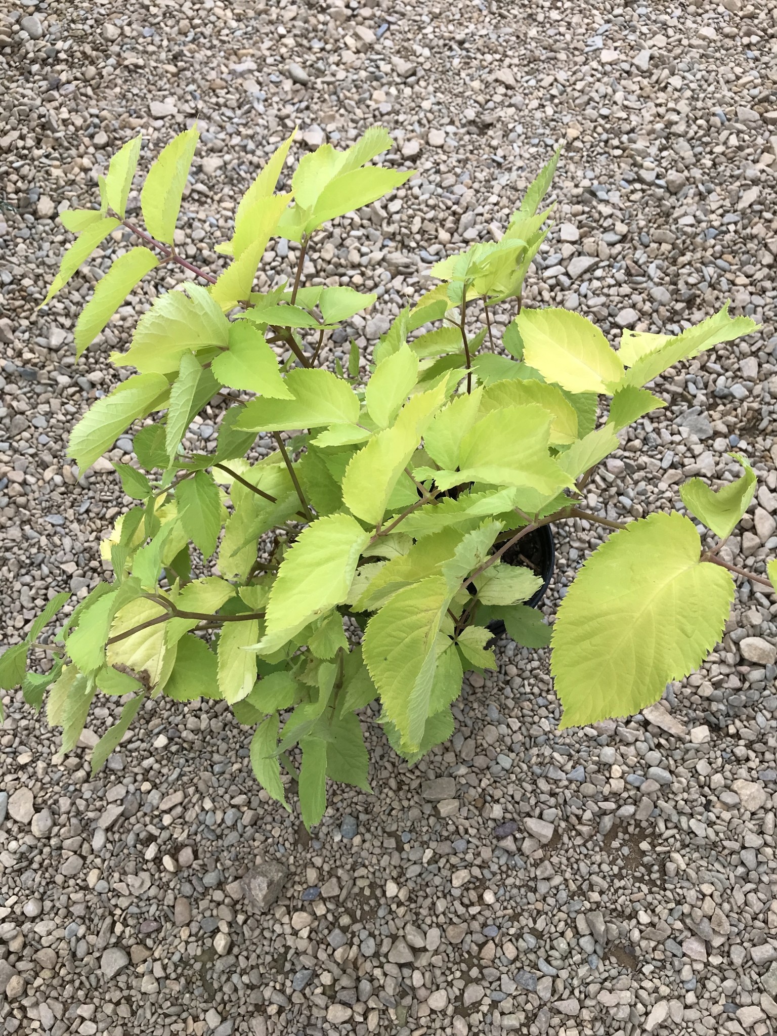 Aralia cordata 'Sun King'