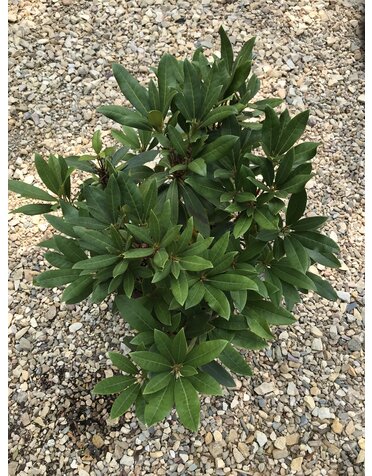 Rhododendron catawbiense 'Chionoides' 3G NATIVE