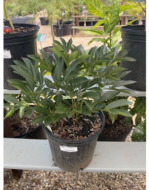 Peony, Paeonia lactiflora 'Duchess de Nemours' 2G