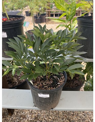 Peony, Paeonia lactiflora 'Duchess de Nemours' 2G