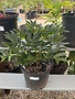 Peony, Paeonia lactiflora 'Duchess de Nemours' 2G