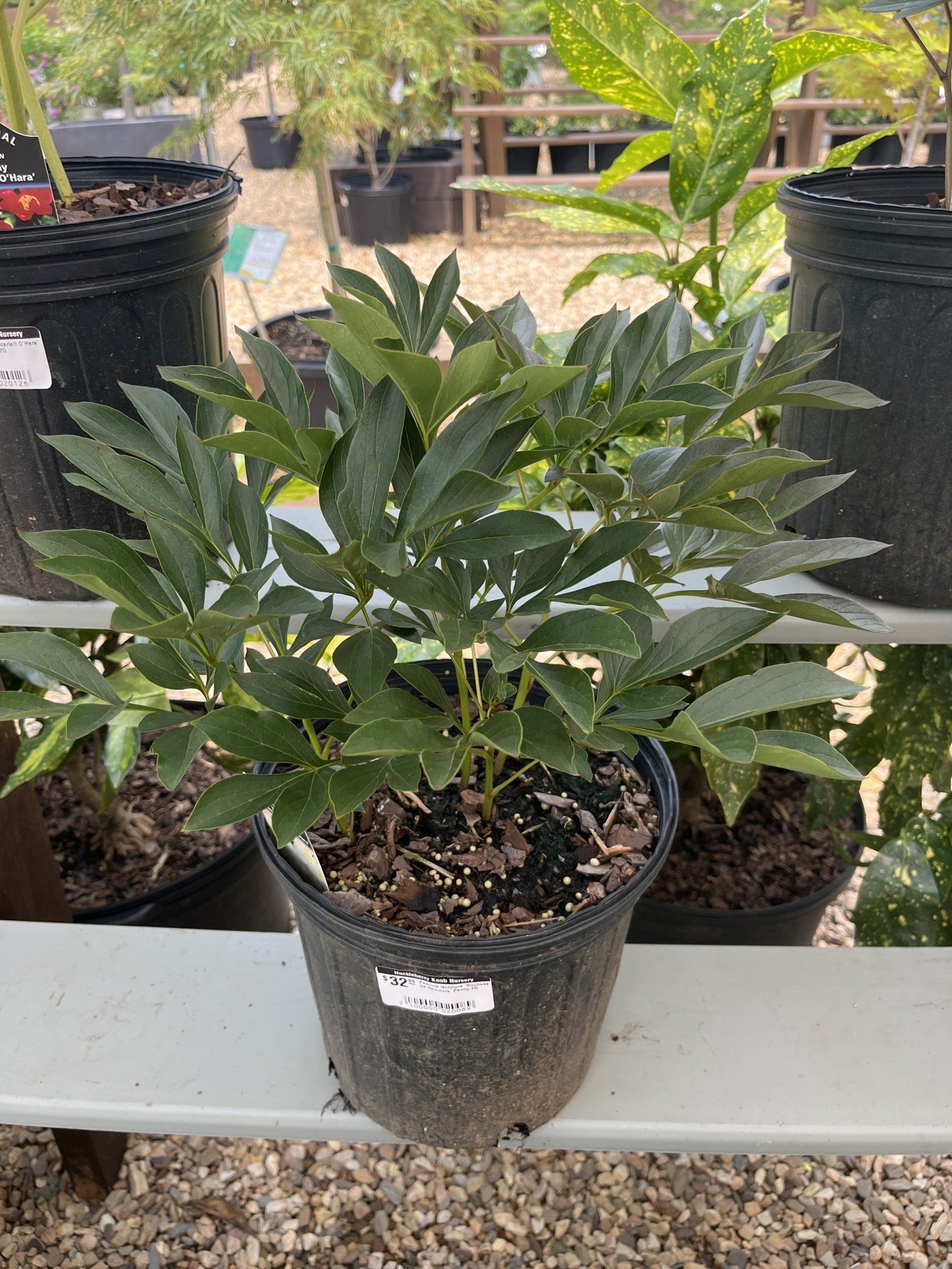 Peony, Paeonia lactiflora 'Duchess de Nemours' 2G