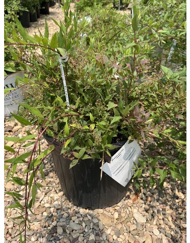 Deutzia, Deutzia gracilis 'Nikko' Dwarf Nikko 3G