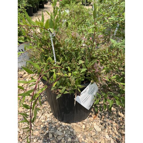 Deutzia, Deutzia gracilis 'Nikko' Dwarf Nikko 3G