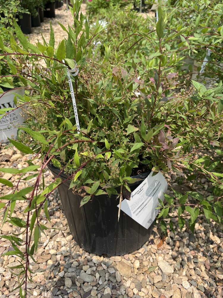 Deutzia, Deutzia gracilis 'Nikko' Dwarf Nikko 3G