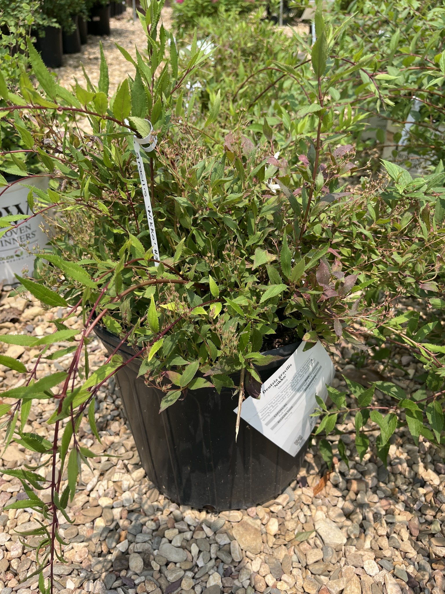 Deutzia, Deutzia gracilis 'Nikko' Dwarf Nikko 3G