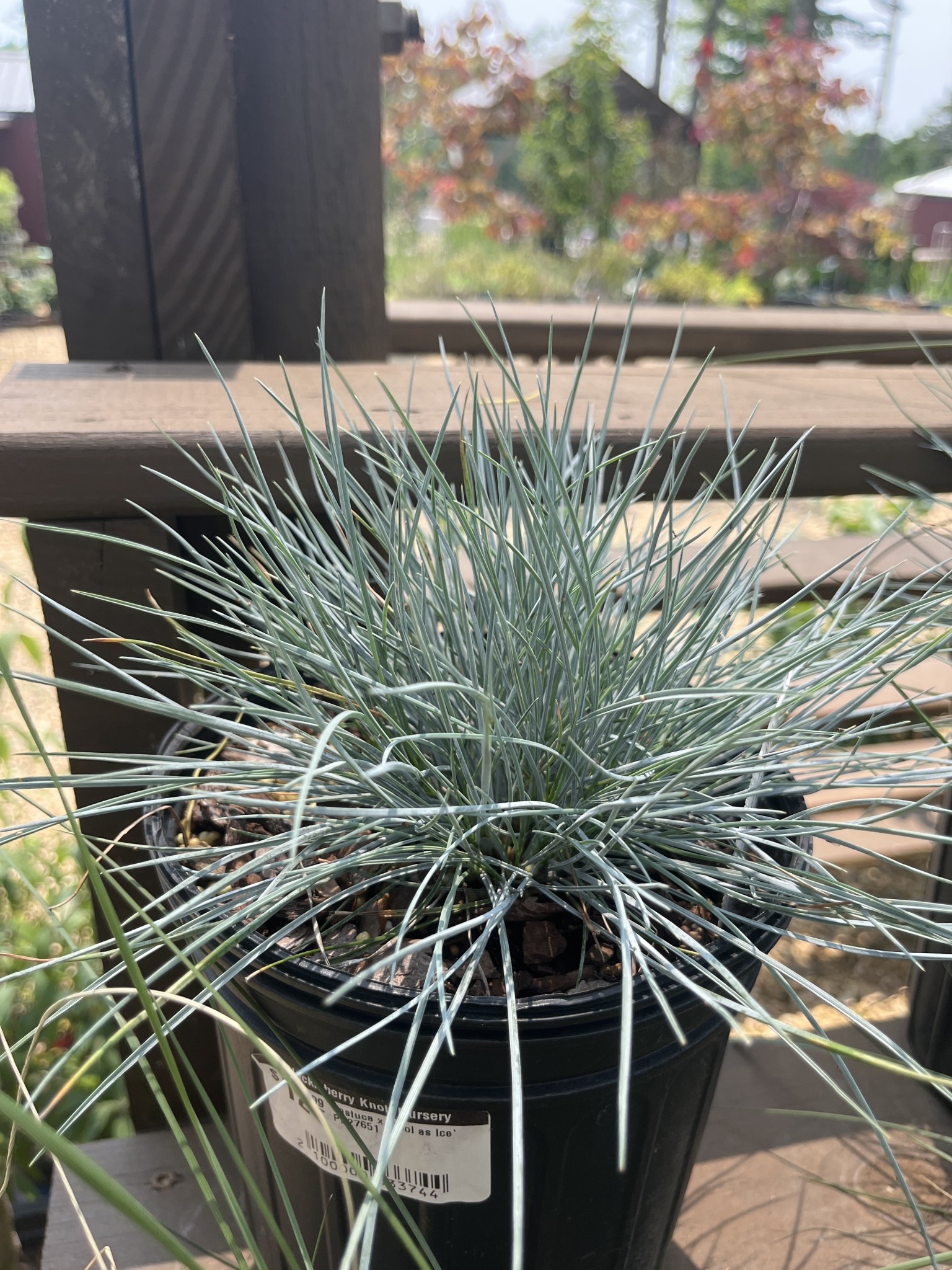 Festuca x 'Cool as Ice' PP27651 1G