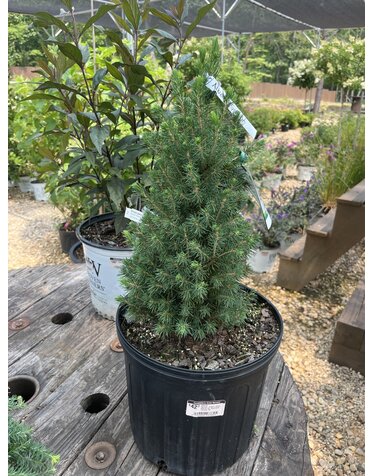 Alberta Spruce-Dwarf-Picea glauca var. albertiana 'Conica' 3G