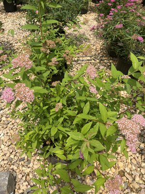Shirobana Spirea