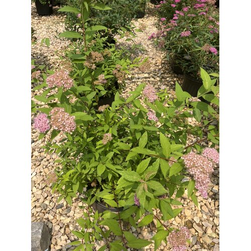 Shirobana Spirea