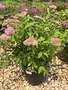 Neon Flash Spirea