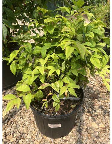 Nandina, Nandina domestica 'Firepower' 3G