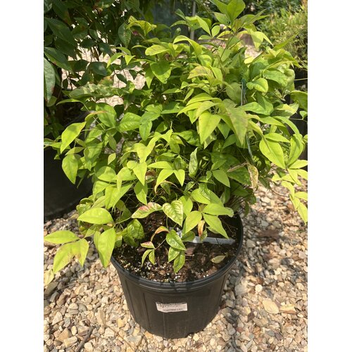 Nandina, Nandina domestica 'Firepower' 3G