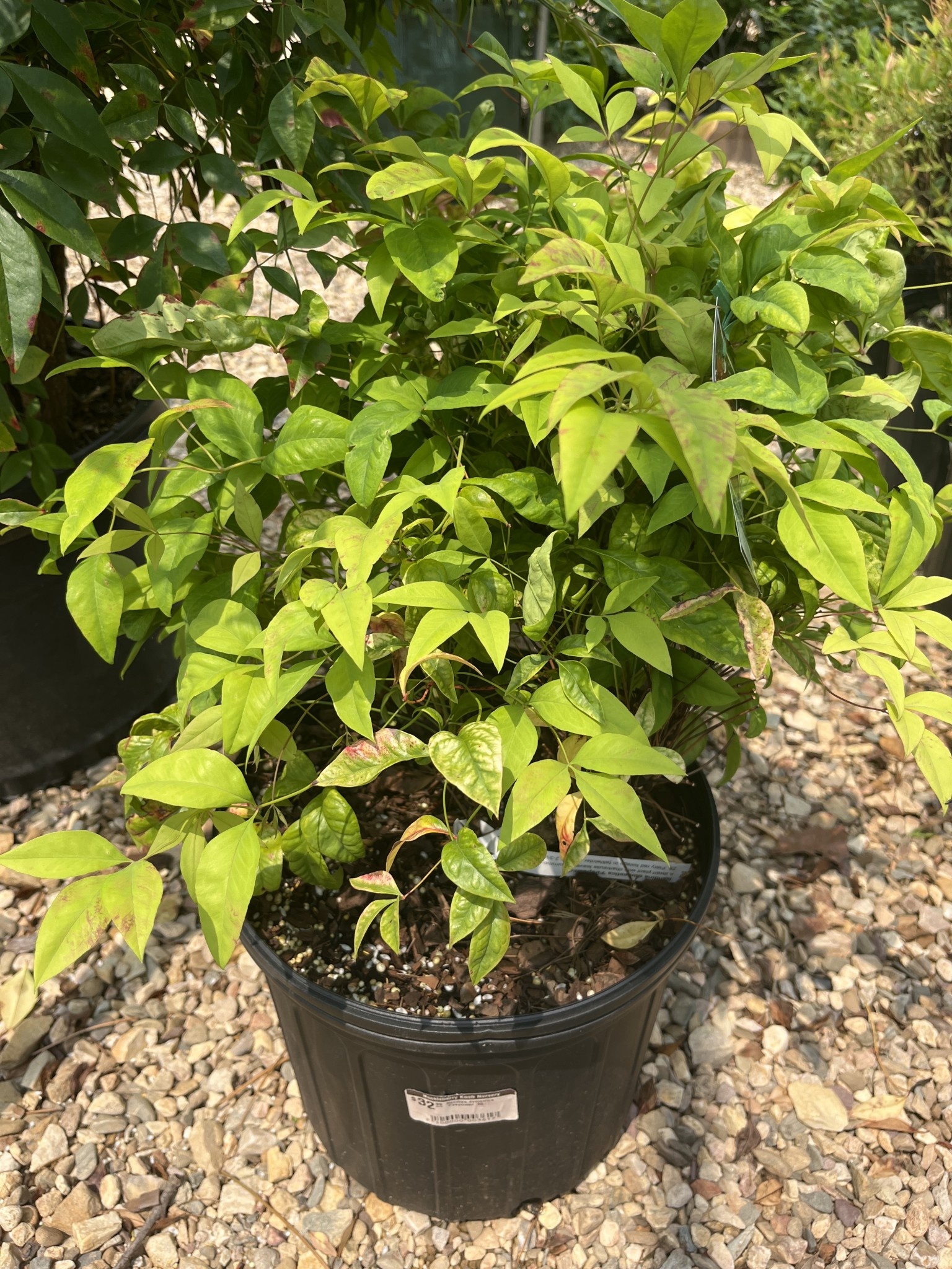 Nandina domestica 'Firepower' 3G