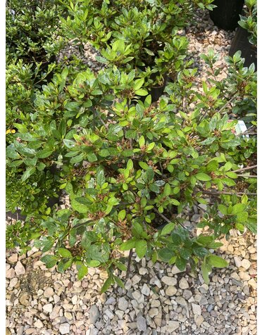 Azalea, Rhododendron 'Renee Michelle' (Pink) 3G