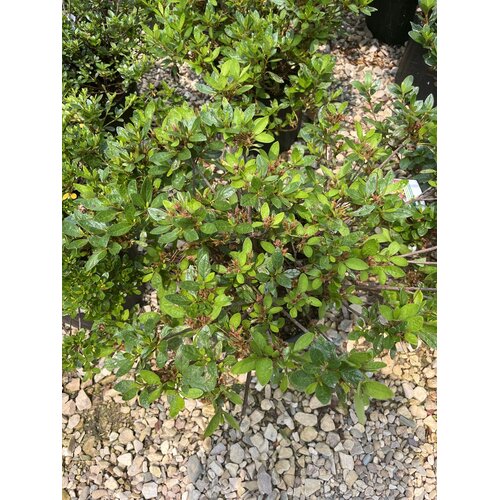 Azalea, Rhododendron 'Renee Michelle' (Pink) 3G