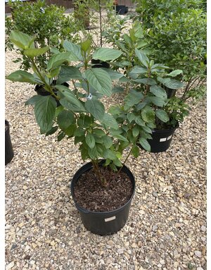 Dogwood, Cornus sericea 'Baileyi' Red Twig (Shrub) 5G