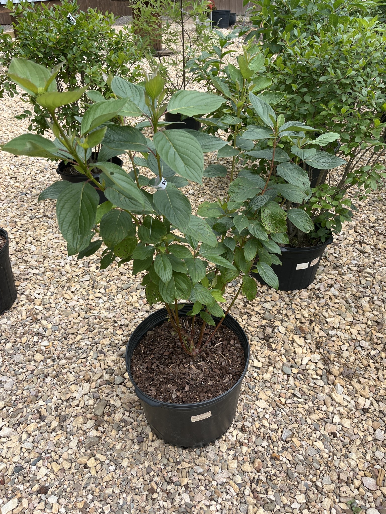 Dogwood, Cornus sericea 'Baileyi' Red Twig (Shrub) 5G