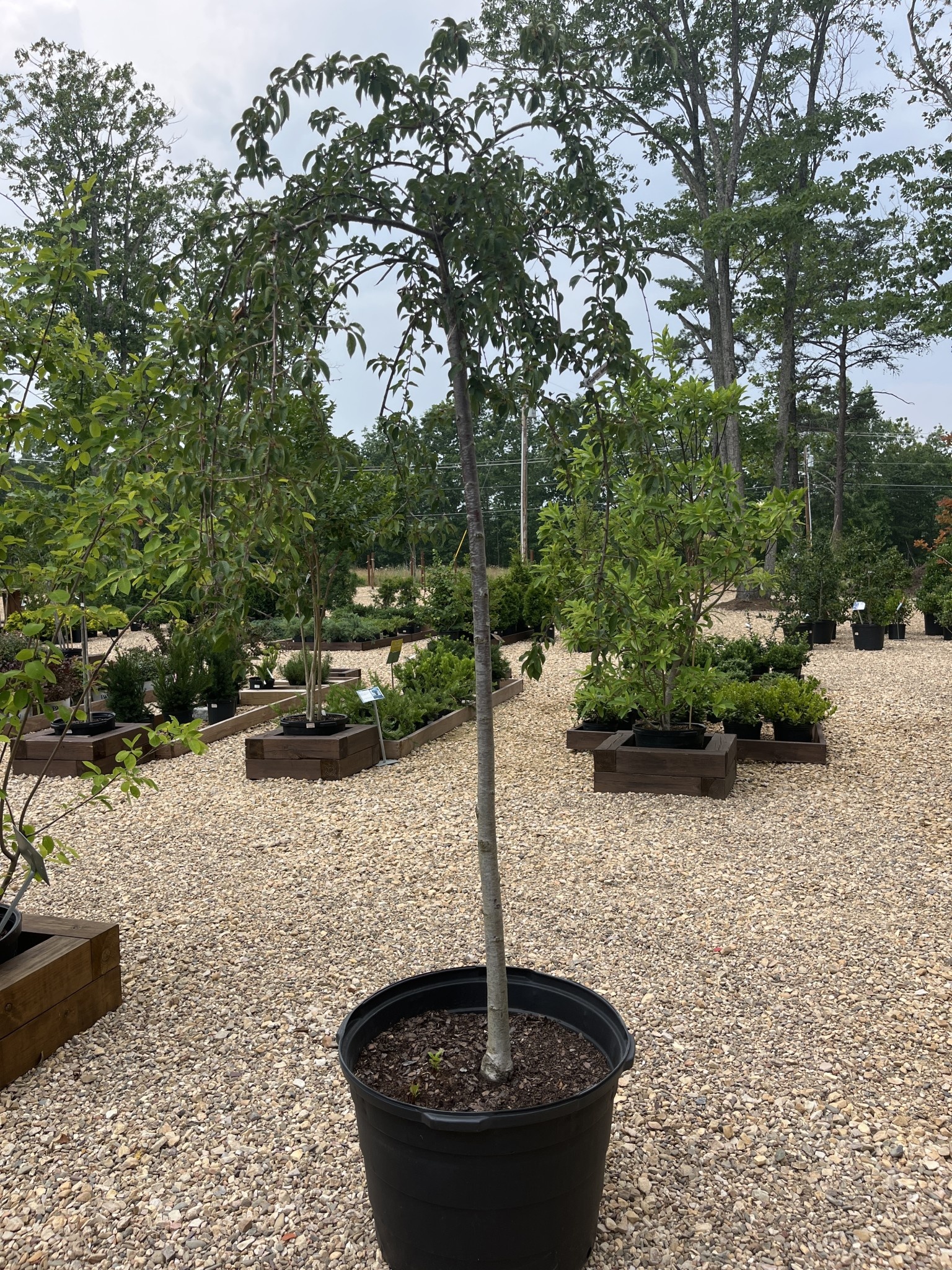 Snow Fountains Weeping Cherry #25 -- Prunus x 'Snofozam'