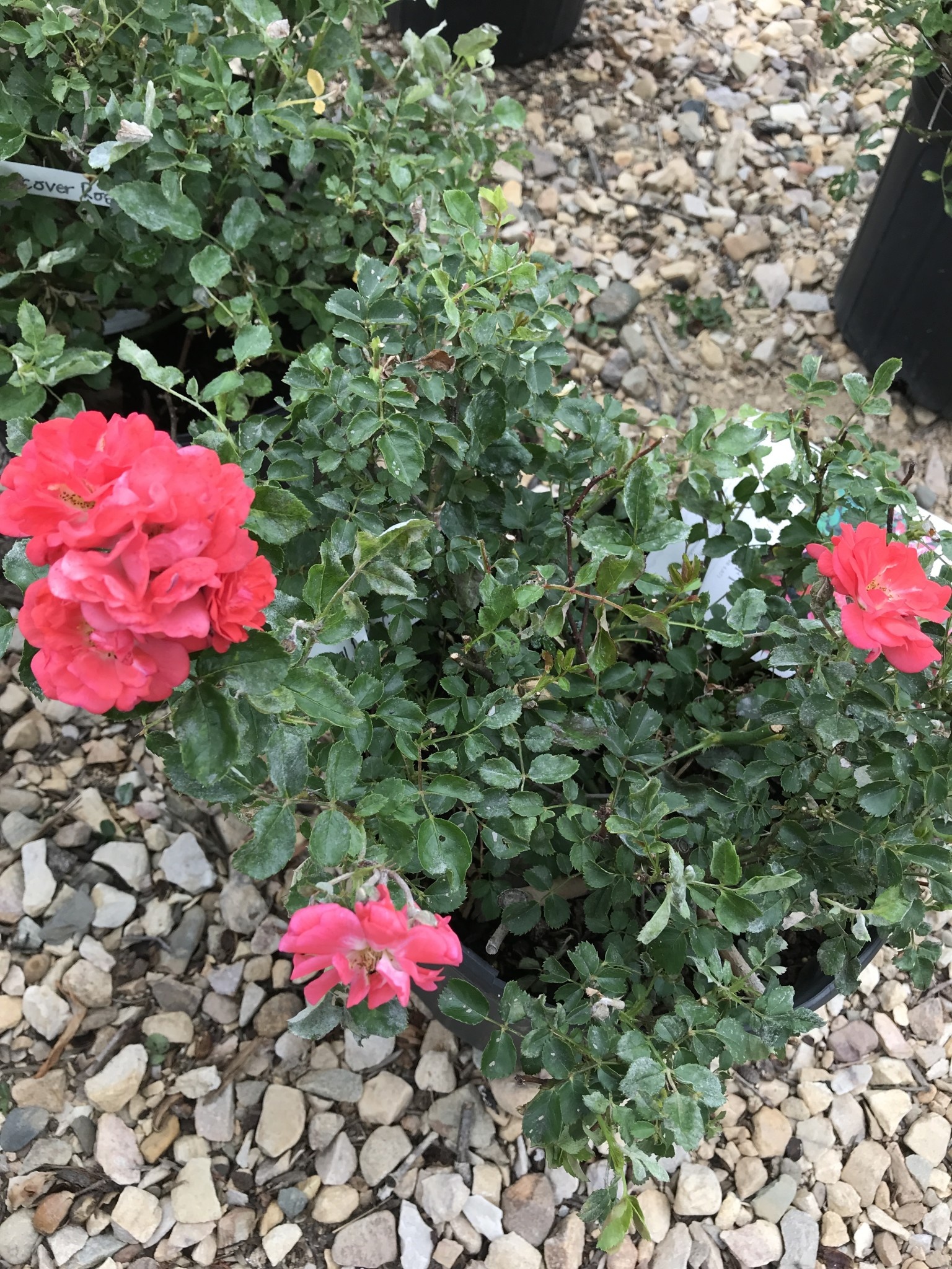 Coral Drift Groundcover Rose