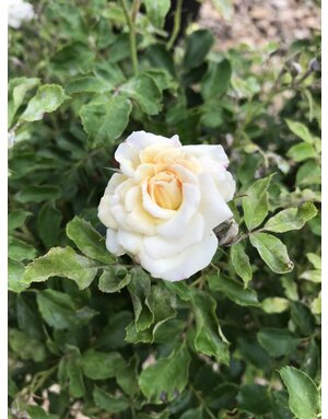 White Drift Groundcover Rose #3, 'Meizorland' PP#28,054