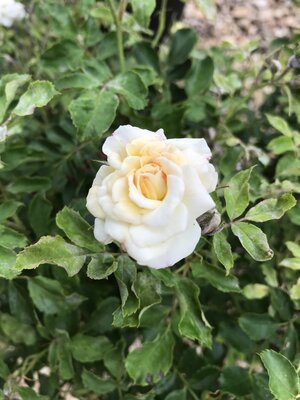 Rose, Drift, Rosa 'Meizorland' White DriftÂ® 3G