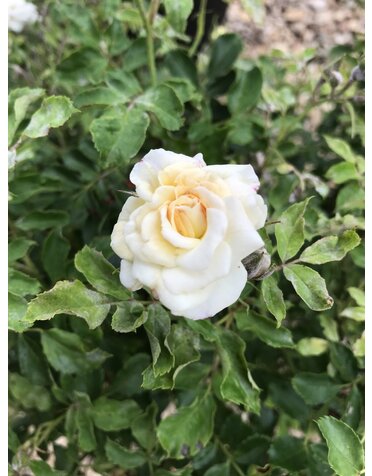 Rose, Drift, Rosa 'Meizorland' White DriftÂ® 3G