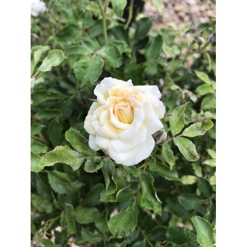 Rose, Drift, Rosa 'Meizorland' White DriftÂ® 3G