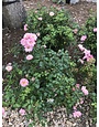 Blushing Drift Groundcover Rose #3, 'Meifranjin' PP#33, 507