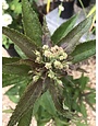 Eupatorium dubium 'Baby Joe' PP20320 1G