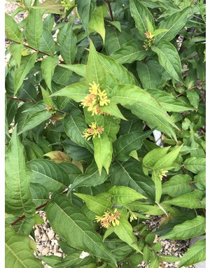 Diervilla, Diervilla x 'G2X88544' Kodiak® Orange 3G