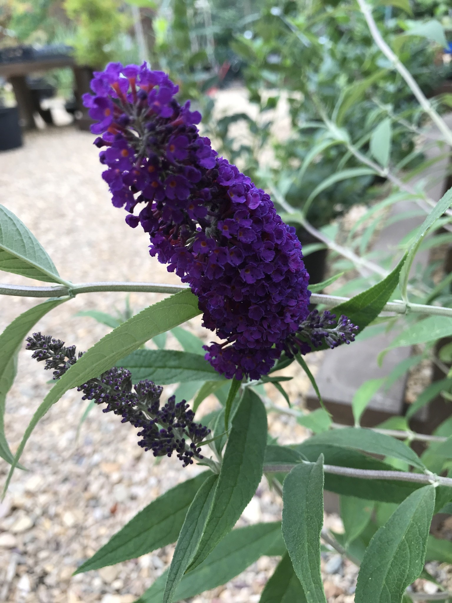 Black Knight Butterfly Bush