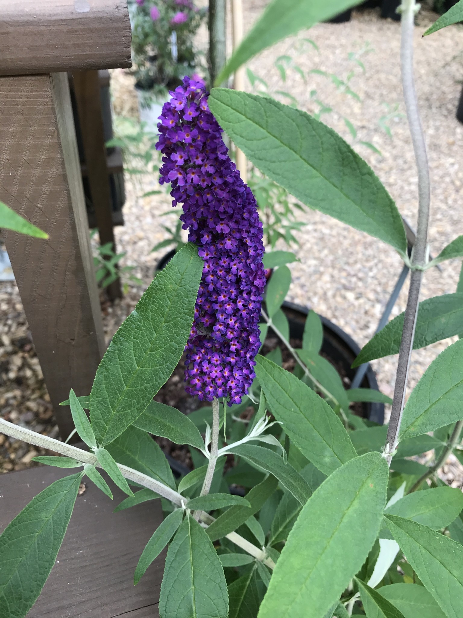 Black Knight Butterfly Bush