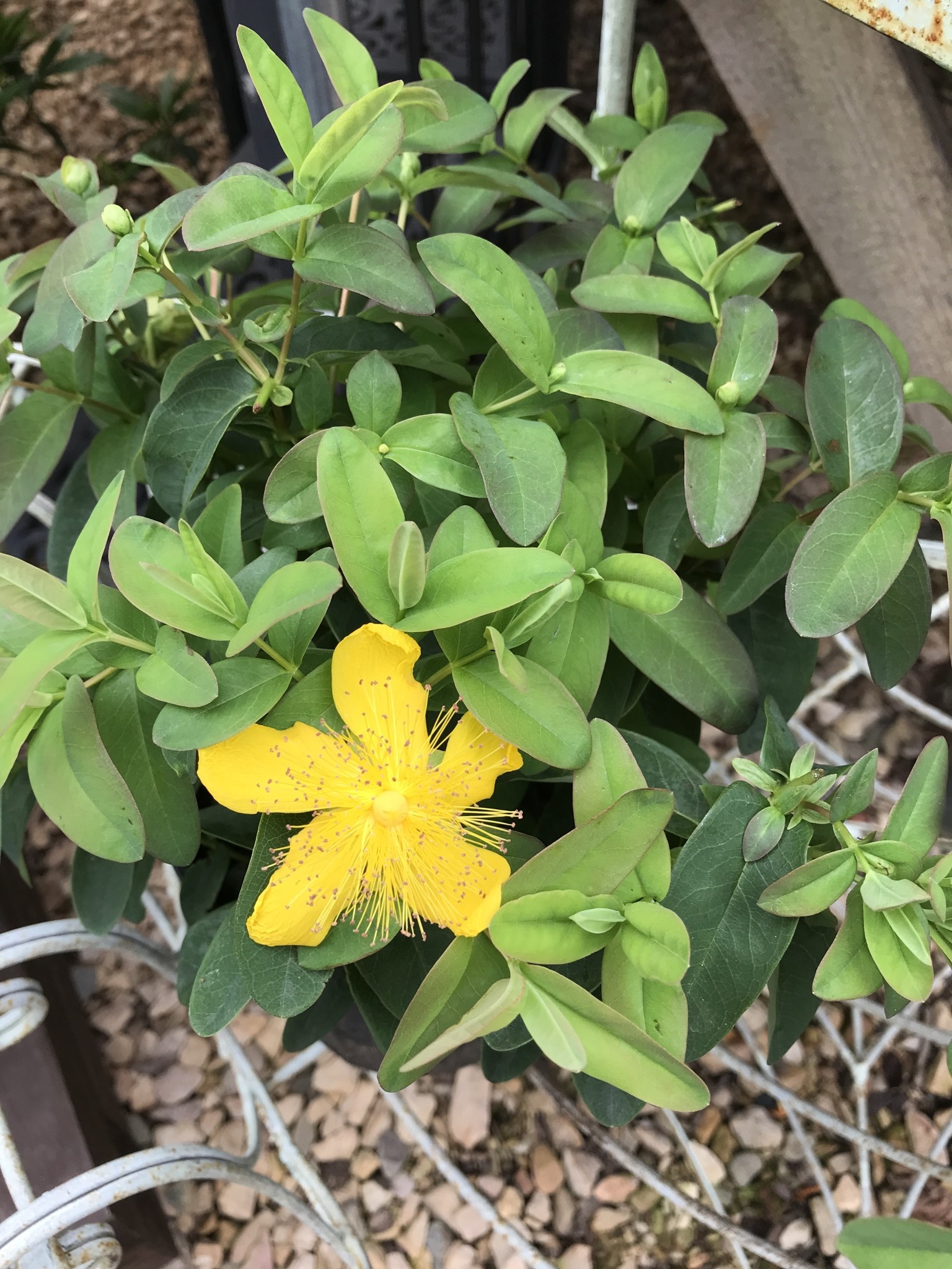 Hypericum calycinum, St. John's Wort 1G