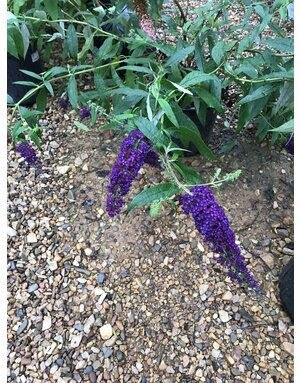 Nanho Purple Butterfly Bush