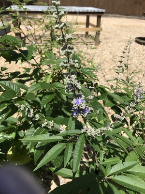 Chaste Tree, Vitex agnus-castus 'Shoal Creek' 5G