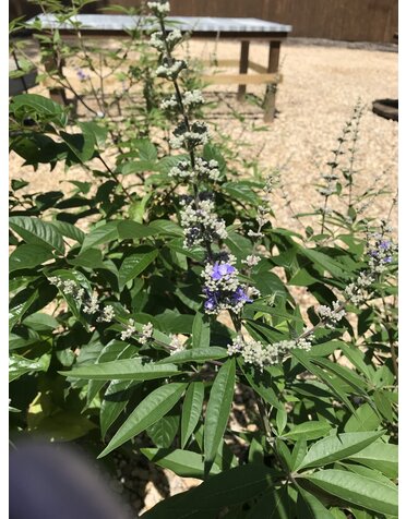 Chaste Tree, Vitex agnus-castus 'Shoal Creek' 5G