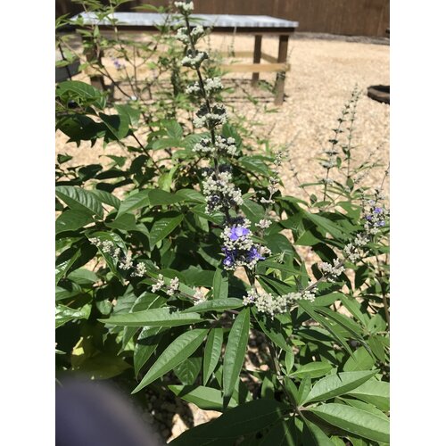 Chaste Tree, Vitex agnus-castus 'Shoal Creek' 5G