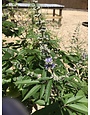 Chaste Tree, Vitex agnus-castus 'Shoal Creek' 5G