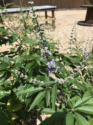 Chaste Tree, Vitex agnus-castus 'Shoal Creek' 5G