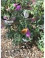 Pugster Pugster Pinker Dwarf Butterfly Bush #3 -- Buddleia x 'SMNBDB' PP #33565