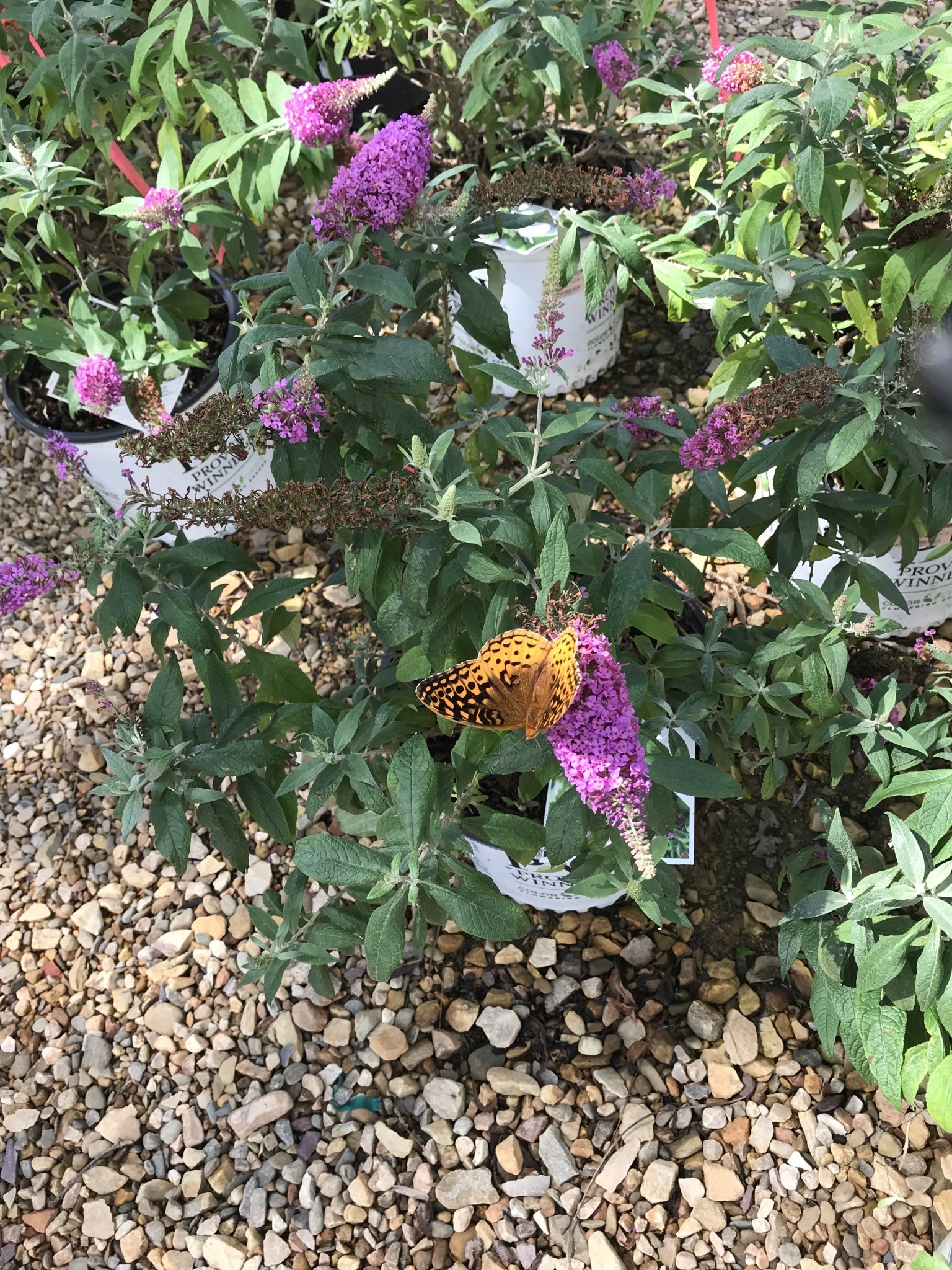 Pugster Pugster Pinker Dwarf Butterfly Bush #3 -- Buddleia x 'SMNBDB' PP #33565