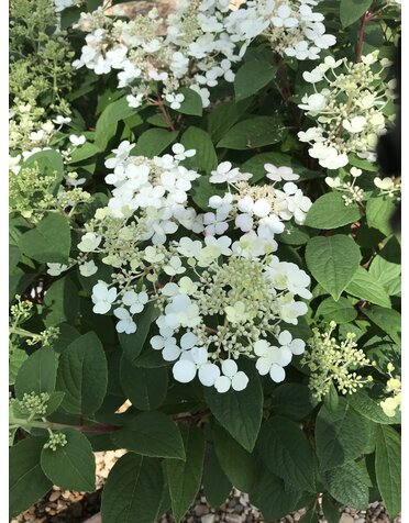 Hydrangea, Hydrangea paniculata 'SMHPLQF' Little Quick Fire® 3G